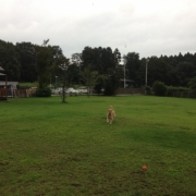 走る〜走る〜犬たち〜♪