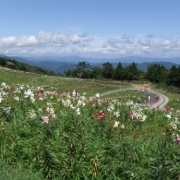 ゆりの花