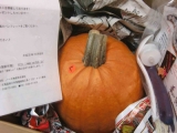 口コミ記事「「ハロウィンかぼちゃ」お化けランタン作りに挑戦！・１」の画像