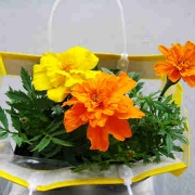 「花」幸せおすそわけキャンペーン「ハピカレ＆プリザーブドフラワー」をプレゼントの投稿画像