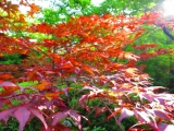 夏の紅葉