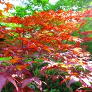 夏の紅葉