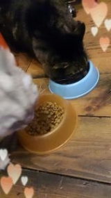 口コミ：猫ちゃんのエイジングケアに特化したプレミアムフード☆の画像（1枚目）