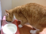 口コミ記事「初！ジッパー付き猫餌」の画像