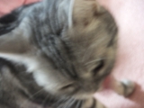 口コミ：猫のエイジングケアおもいやりフード☆モニターの画像（2枚目）