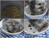 口コミ：猫のエイジングケアおもいやりフード☆モニターの画像（3枚目）