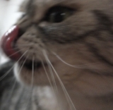 口コミ：猫のエイジングケアおもいやりフード☆モニターの画像（1枚目）