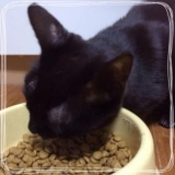 口コミ：ペット専門店コジマ 「笑顔逸品　猫ちゃんのエイジングケアに特化した　おもいやりフード」の画像（1枚目）