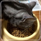 口コミ：ペット専門店コジマ 「笑顔逸品　猫ちゃんのエイジングケアに特化した　おもいやりフード」の画像（2枚目）