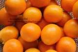 口コミ記事「風邪予防に金柑はちみつ煮と粉末生姜」の画像