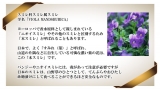 口コミ記事「美香百花＜スクワランと日本の花の香り＞無添加ボディクリーム」の画像