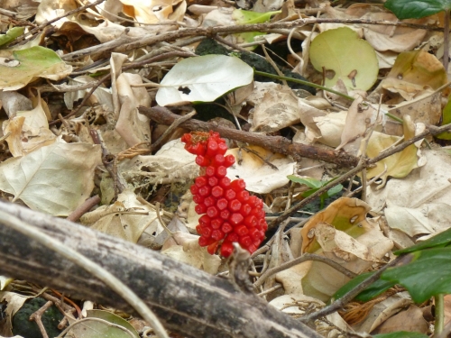 何の花？の画像（1枚目）