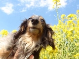 「菜の花とでぃちゃん」の画像（1枚目）