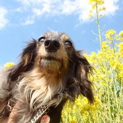 菜の花とでぃちゃん