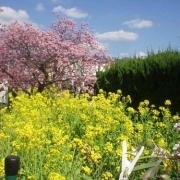 河津桜