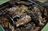 口コミ：★漁で食べる男の料理～『カンカン蒸し牡蠣』★の画像（11枚目）