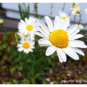 「お花」★春の訪れ写真をパチリ♪★10名様に生姜サプリをプレゼントの投稿画像