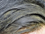 口コミ：天然植物成分100％の髪染め♪の画像（2枚目）