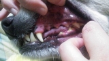 口コミ：美味しい犬用歯みがきジュレ☆うちの子いちばんお口クリーン計画☆の画像（1枚目）