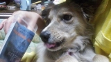 口コミ：美味しい犬用歯みがきジュレ☆うちの子いちばんお口クリーン計画☆の画像（4枚目）