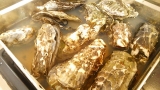 口コミ：北海道サロマ湖産☆牡蠣のカンカン蒸しの画像（15枚目）