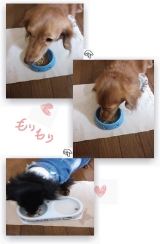 口コミ：愛犬に元気の源☆『還元型コエンザイムQ10(犬用）』の画像（3枚目）