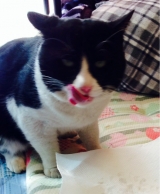 口コミ：猫ちゃんのエイジングケアに特化した　おもいやりフードをキラ君に食べさせましたーの画像（5枚目）