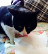 口コミ：猫ちゃんのエイジングケアに特化した　おもいやりフードをキラ君に食べさせましたーの画像（6枚目）