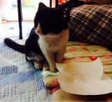 口コミ：猫ちゃんのエイジングケアに特化した　おもいやりフードをキラ君に食べさせましたーの画像（2枚目）