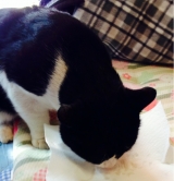 口コミ：猫ちゃんのエイジングケアに特化した　おもいやりフードをキラ君に食べさせましたーの画像（7枚目）
