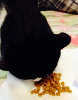 口コミ：猫ちゃんのエイジングケアに特化した　おもいやりフードをキラ君に食べさせましたーの画像（9枚目）