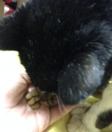 口コミ：猫ちゃんのエイジングケアに特化した　おもいやりフードの画像（2枚目）