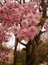 口コミ：ズボラお花見弁当〜桜ひらひら♩の画像（4枚目）