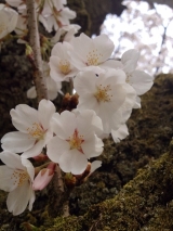 口コミ：ズボラお花見弁当〜桜ひらひら♩の画像（5枚目）
