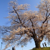 口コミ記事「海の精ショップさんの桜の花塩漬けを使って桜の花ごはんで楽しむお花見☆」の画像