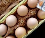 口コミ：鳥骨鶏の玉子と・・ぐるぐるぅ釜揚げ♪の画像（6枚目）