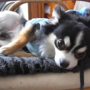「我が家の愛犬小太郎です」【ファイテン低反発マットレス】レンタルモニター足腰やヘルニアでお悩みのワンちゃんの投稿画像
