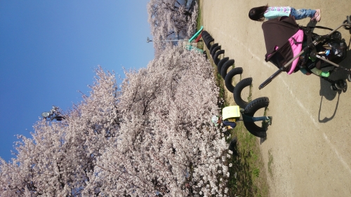 日本１の学校桜の画像（1枚目）