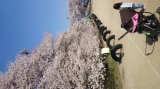 「日本１の学校桜」の画像（1枚目）