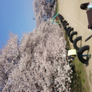 日本１の学校桜
