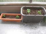 口コミ：うるオンプランターでトマト栽培の画像（2枚目）