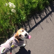 毎日元気に、犬の散歩！