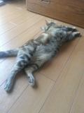 「仕事が毎日忙しくてあまり構ってあげられない愛猫のためにも仕事の疲れを残さないように元気でいたいです。<br />」の画像（1枚目）