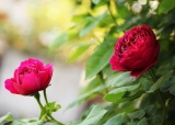 口コミ記事「一番綺麗だったバラ」の画像