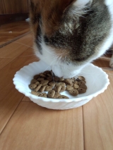 口コミ：愛猫の健康のために。。栄養とバランスの取れたキャットフードの画像（6枚目）