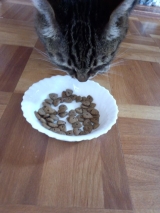 口コミ：愛猫の健康のために。。栄養とバランスの取れたキャットフードの画像（5枚目）
