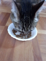 口コミ：愛猫の健康のために。。栄養とバランスの取れたキャットフードの画像（4枚目）
