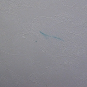 「真っ白な壁に・・・」お子さまの落書き落としに！リニューアルしたウェットワイパーシュ！シュ！をお試し！の投稿画像
