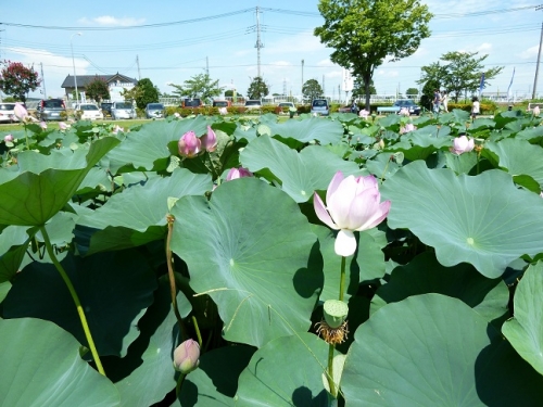 蓮の花の画像（1枚目）