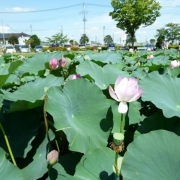 蓮の花